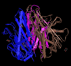BAFF,human recombinant protein图片
