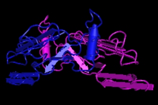 TGF-beta1,human recombinant protein(CHO cells)图片