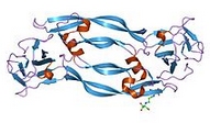 PLGF-2,human recombinant protein图片