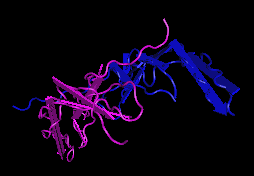 PDGF-BB,human recombinant protein图片