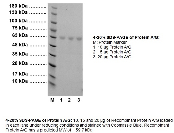 Protein A/G图片