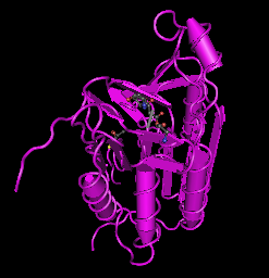 Caspase-8,human recombinant protein图片