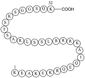S6 Kinase Substrate Peptide 32图片