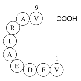 Rac GTPase fragment图片