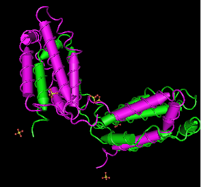 IL-10,human recombinant protein图片