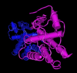 M-CSF,human recombinant protein图片