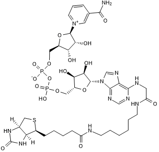 Biotin-NAD+图片
