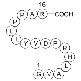 Immunoglobulin M heavy chain(IGHM)fragment [Homo sapiens]图片