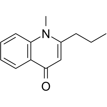 Leptomerine图片