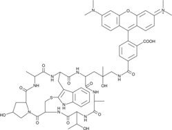Phalloidin-Tetramethylrhodamine Conjugate图片