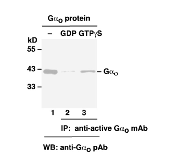 Anti Gao GTP Mouse Monoclonal Antibody/ͼƬ