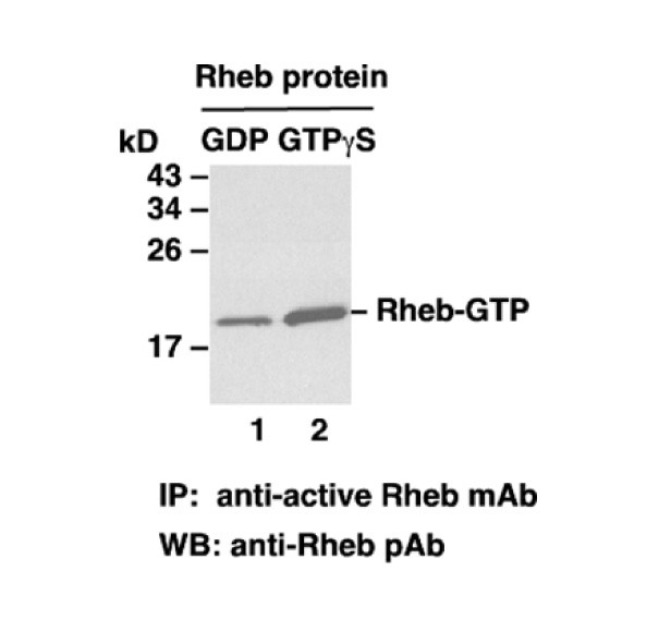Anti-Rheb-GTP Mouse Monoclonal Antibody图片