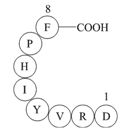 Angiotensin II图片