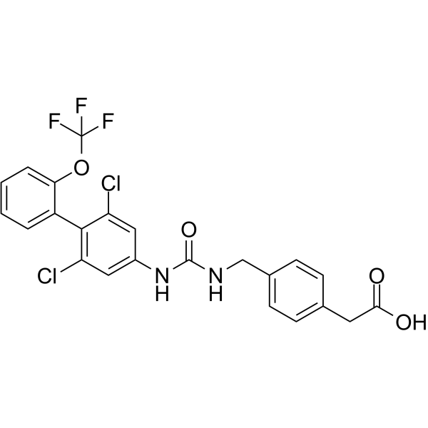 RORγt inverse agonist 13图片