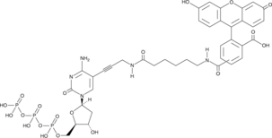 Fluorescein-12-dCTP图片