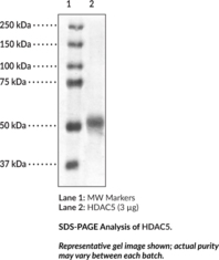 HDAC5(human,recombinant)图片