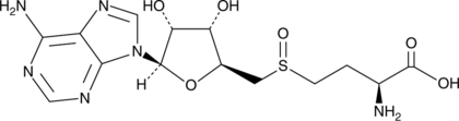 SAHO图片