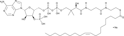 Oleoyl-Coenzyme A(sodium salt)图片