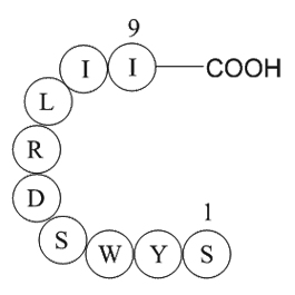 signal transducer and activator of transcription 6 fragment图片