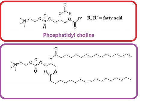 Phosphatidyl choline(from egg yolk)图片