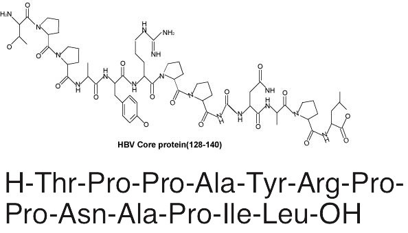 Hepatitis B Virus Core 128-140图片