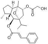 Englerin AͼƬ