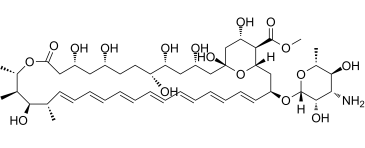 Amphotericin B methyl esterͼƬ