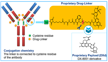 Trastuzumab deruxtecan图片