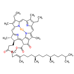 Chlorophyll aͼƬ