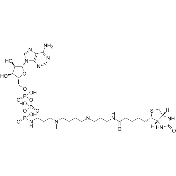 ATP-polyamine-biotin图片