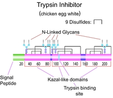 Trypsin Inhibitor(from chicken egg white)图片