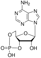 Cyclic AMP图片