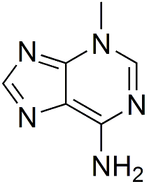 3-Methyladenine(3-MA)ͼƬ