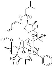 Trigothysoid P图片