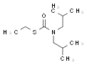 丁草敌(丁草特)图片