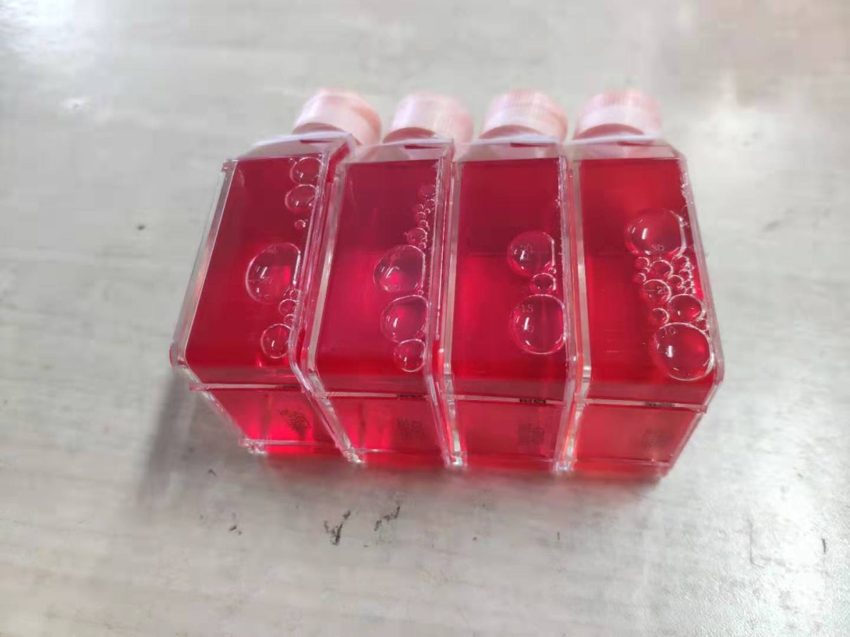 HEPG2人肝癌细胞图片