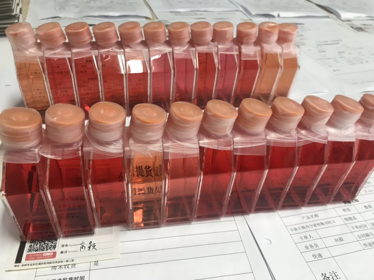 小鼠心肌成纤维细胞图片