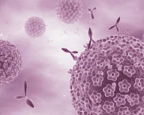 核糖核酸酶A13(RNASE13)抗体图片