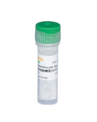 重组TMEM231蛋白图片