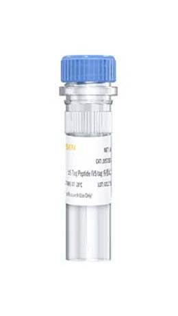 重组碱性核蛋白1/锌指蛋白basonuclin图片