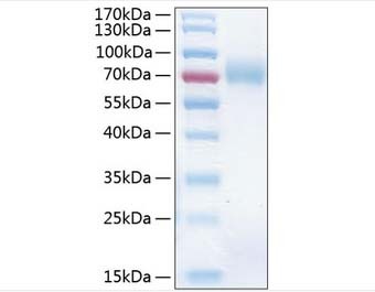 ỷø2/GCS--2ͼƬ