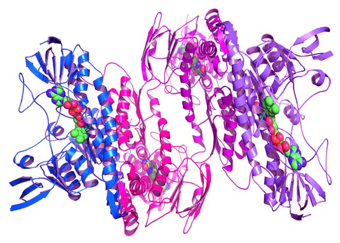 重组核糖核酸酶A6(RNASE6)蛋白图片