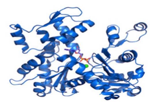 重组四分子交联体14蛋白图片
