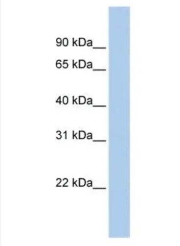 MSL3L1׿ͼƬ