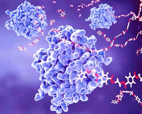四分子交联体17(四旋蛋白)抗体图片
