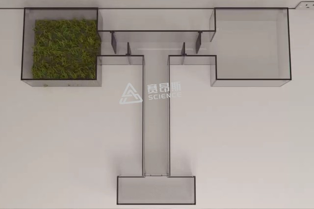 SA616斑马鱼分叉T迷宫图片