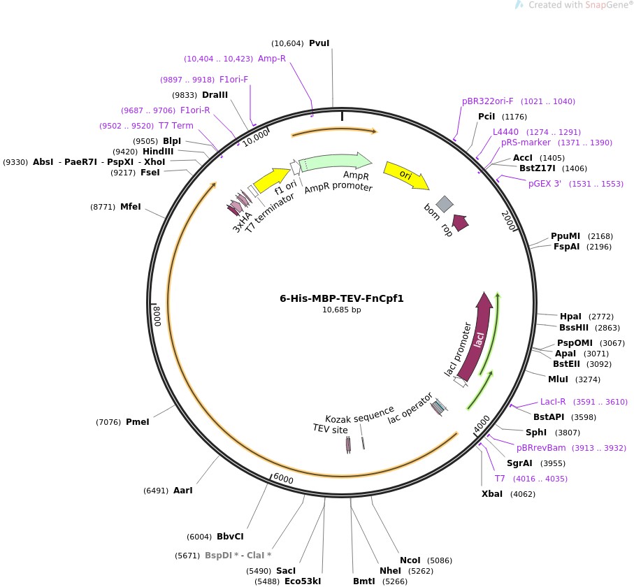 6-His-MBP-TEV-FnCpf1图片
