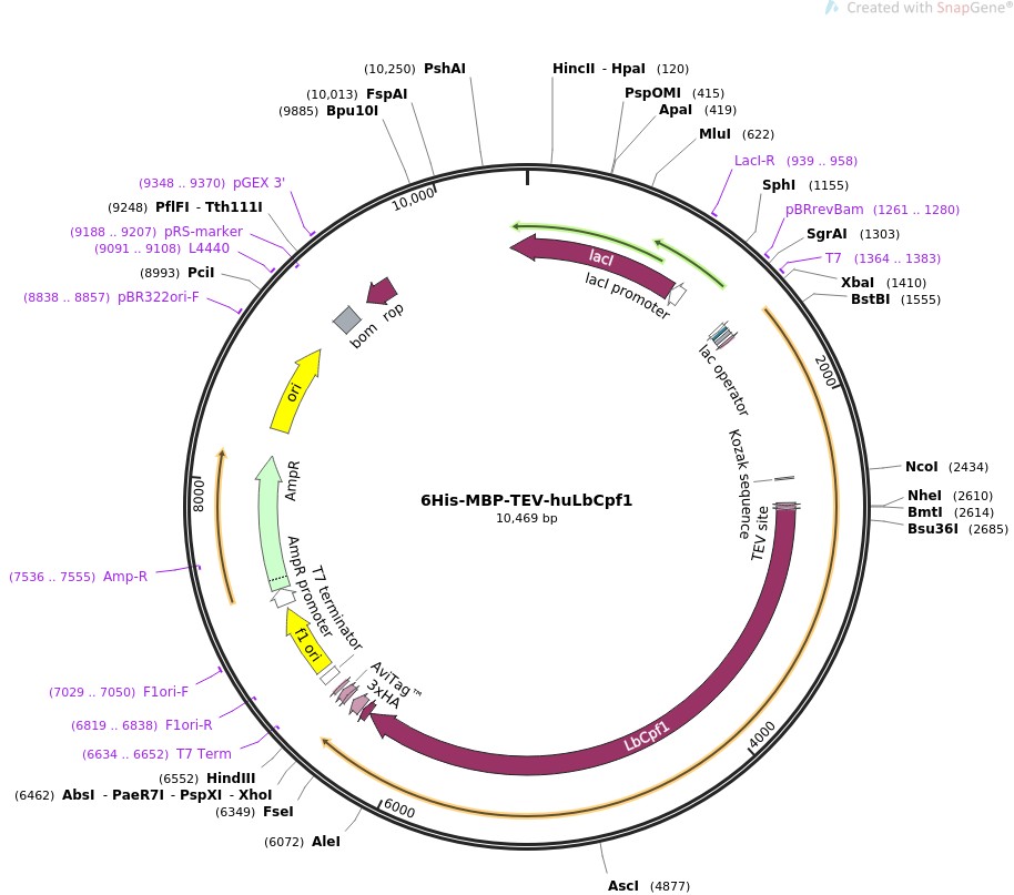 6His-MBP-TEV-huLbCpf1图片