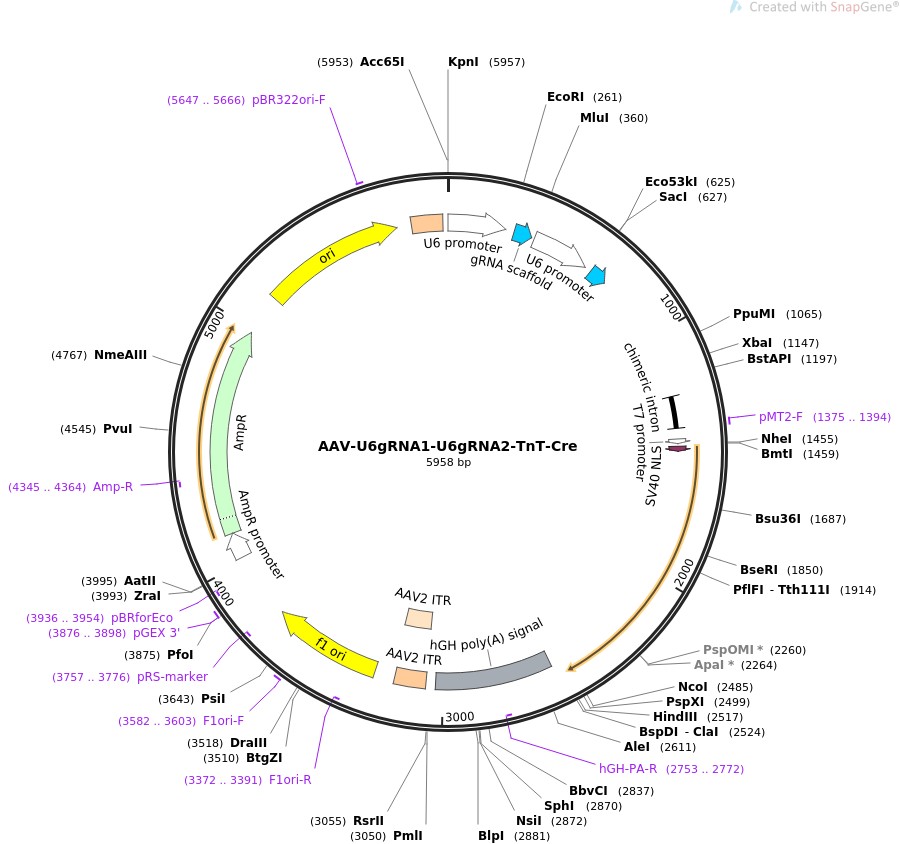 AAV-U6gRNA1-U6gRNA2-TnT-Cre图片