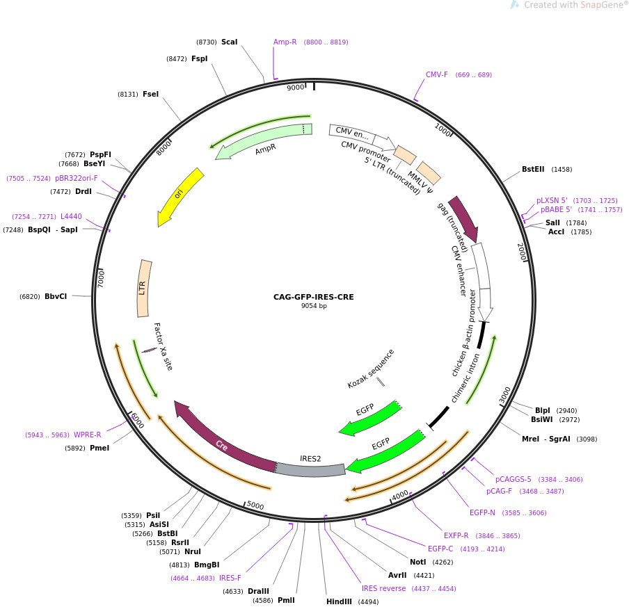 CAG-GFP-IRES-CRE图片